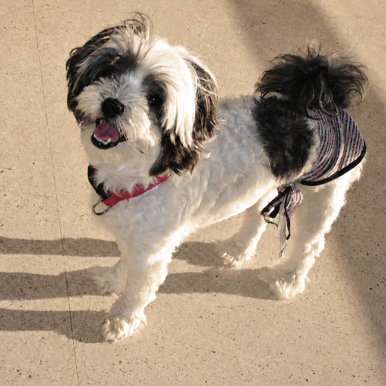 Zina, the beloved dog who inspired Hayvale